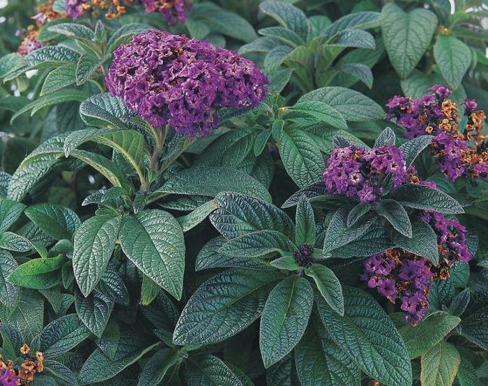 Heliotrope - Heliotropium arborescens 'Atlantis' Heliotrope - Heliotropium arborescens 'Atlantis'