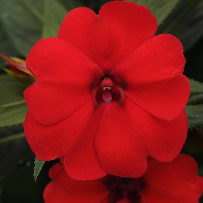Impatiens - Impatiens hawkeri 'Big Bounce™ Cherry' Impatiens - Impatiens hawkeri 'Big Bounce™ Cherry'