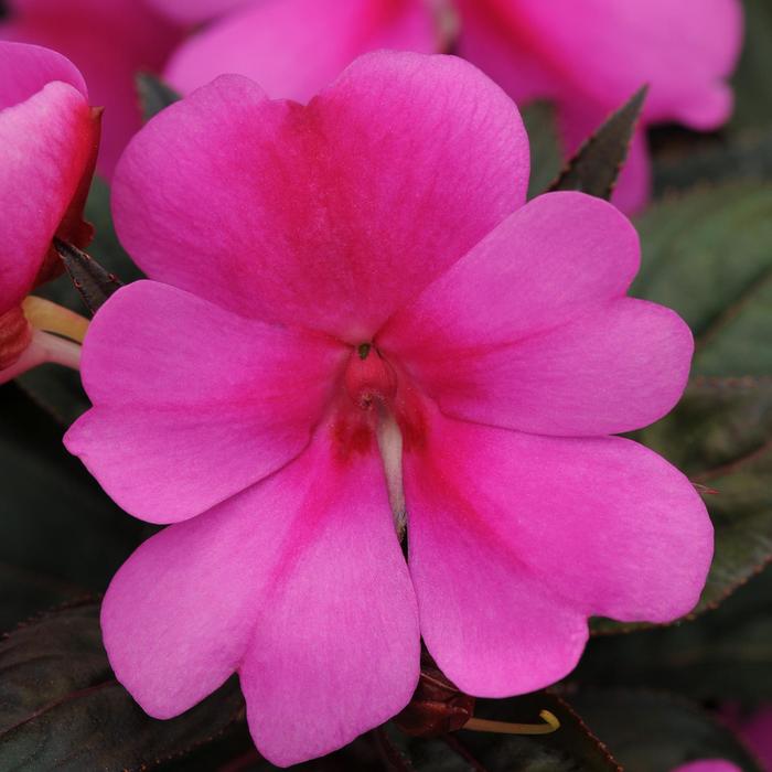 Impatiens hawkeri 'Big Bounce™ Lavender' | Impatiens | Ebert's Greenhouse