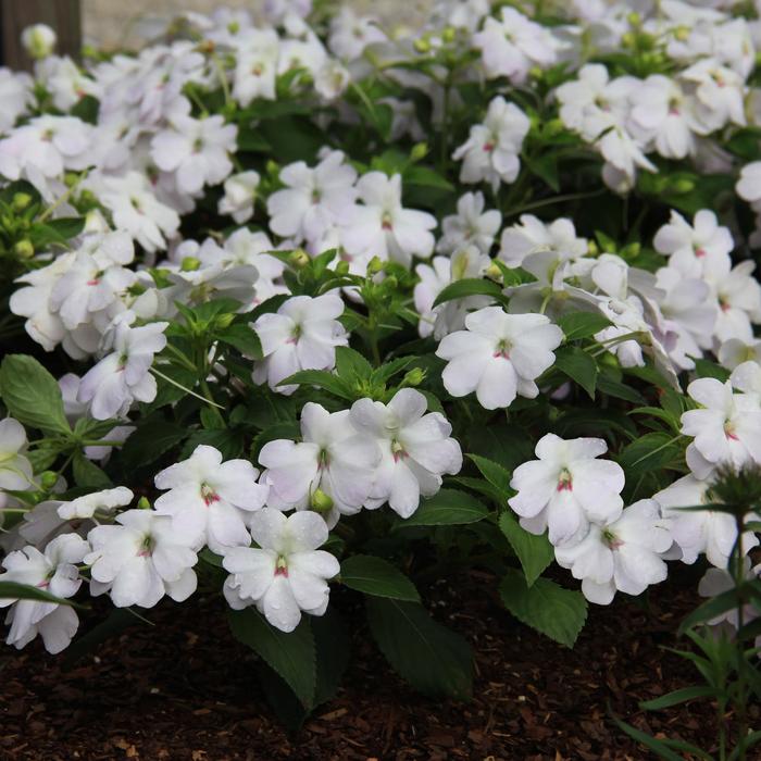 Impatiens hawkeri 'Big Bounce™ White' Impatiens Ebert's Greenhouse