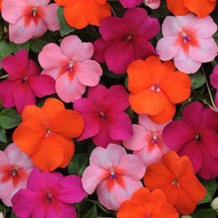 Impatiens - Impatiens walleriana 'Dazzler® Passionfruit ' Impatiens - Impatiens walleriana 'Dazzler® Passionfruit '