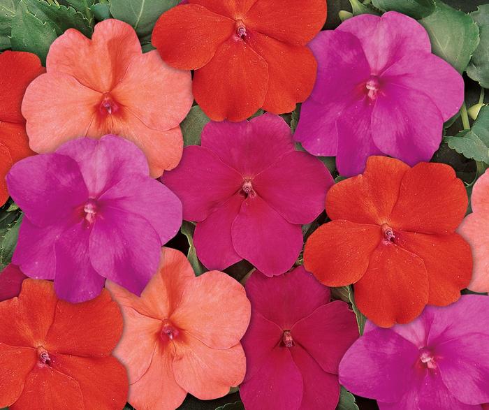Impatiens - Impatiens walleriana 'Voodoo Too Mix' Impatiens - Impatiens walleriana 'Voodoo Too Mix'