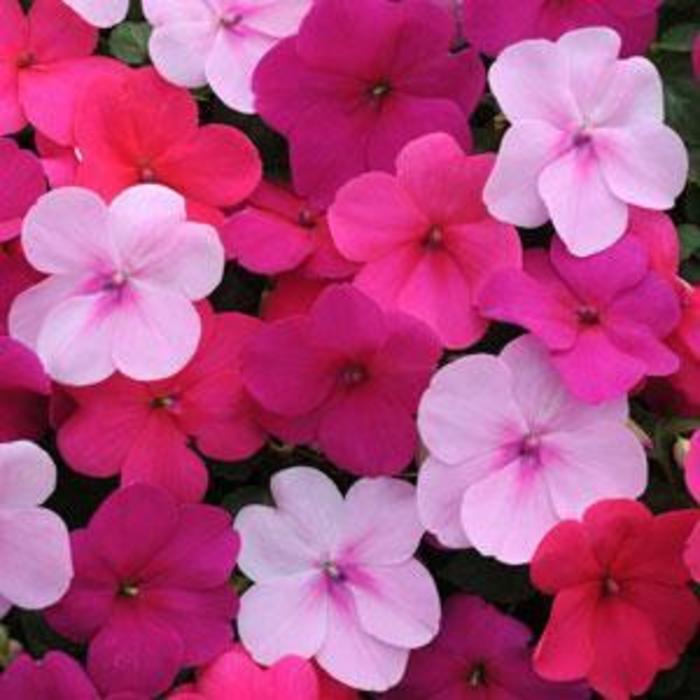 Impatiens - Impatiens walleriana 'Impreza™ Passion Mixture' Impatiens - Impatiens walleriana 'Impreza™ Passion Mixture'