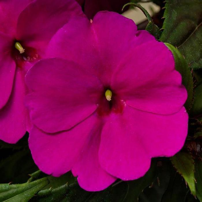 Impatiens - Impatiens hawkeri 'SunPatiens® Compact Purple'