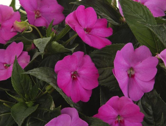Impatiens - Impatiens hawkeri 'SunPatiens® Compact Royal Magenta' Impatiens - Impatiens hawkeri 'SunPatiens® Compact Royal Magenta'