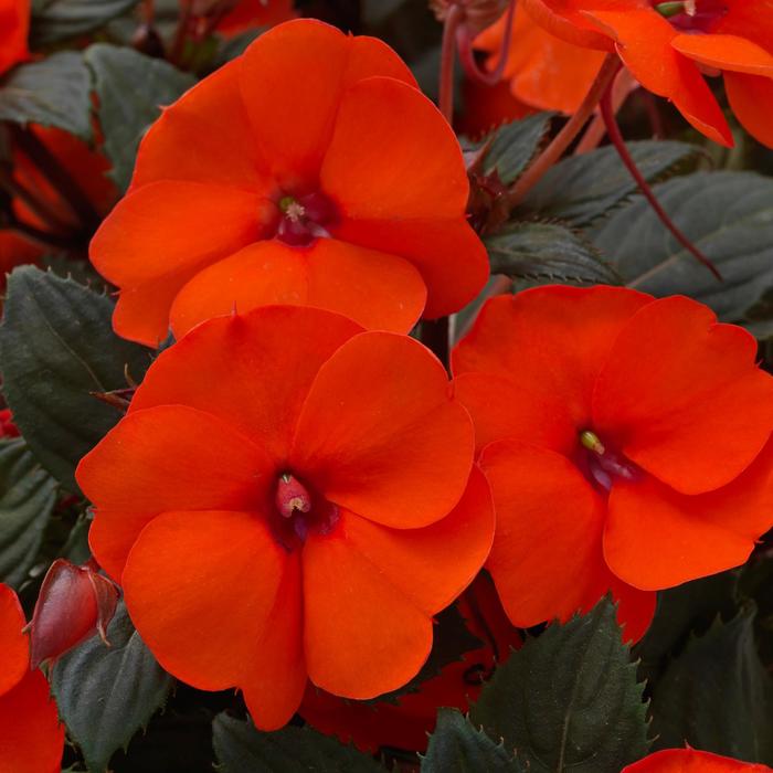Impatiens - Impatiens hawkeri 'SunPatiens® Compact Hot Coral' Impatiens - Impatiens hawkeri 'SunPatiens® Compact Hot Coral'