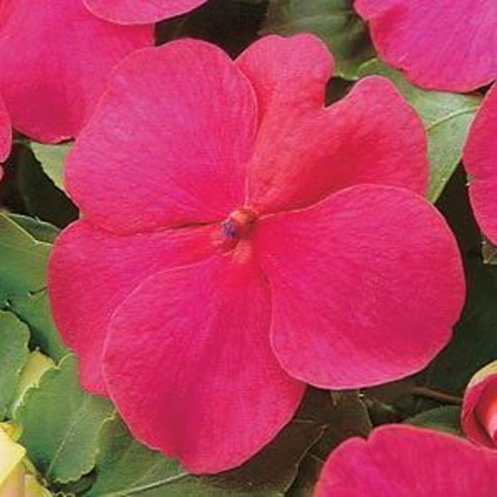 Impatiens - Impatiens walleriana 'Super Elfin® Lipstick' Impatiens - Impatiens walleriana 'Super Elfin® Lipstick'