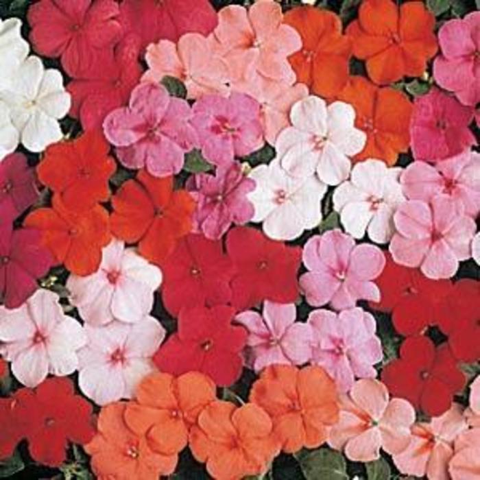 Impatiens - Impatiens walleriana 'Super Elfin® Mixture' Impatiens - Impatiens walleriana 'Super Elfin® Mixture'