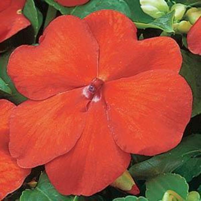 Impatiens - Impatiens walleriana 'Super Elfin® Bright Orange ' Impatiens - Impatiens walleriana 'Super Elfin® Bright Orange '