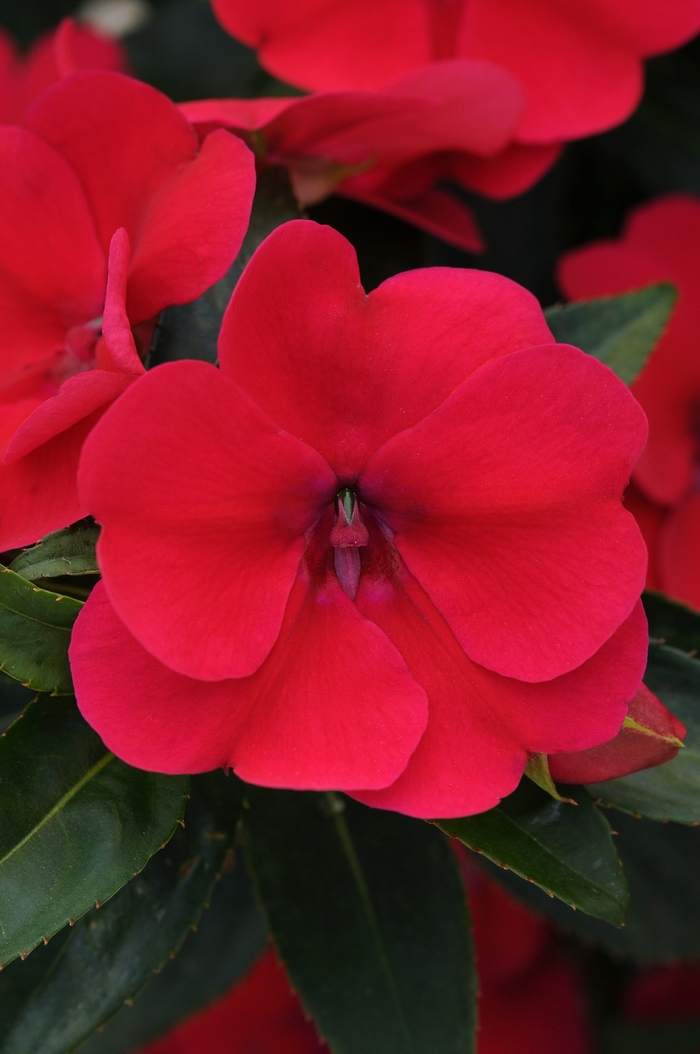 Impatiens - Impatiens hawkeri Bounce™ Cherry