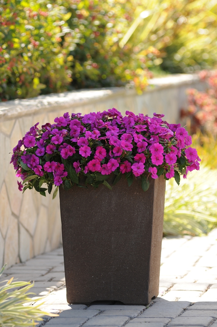 Impatiens - Impatiens hawkeri 'Bounce™ Violet' Impatiens - Impatiens hawkeri 'Bounce™ Violet'