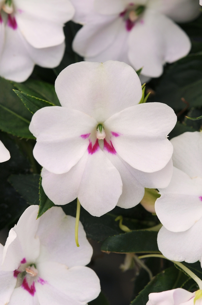 Impatiens - Impatiens 'Bounce White' Impatiens - Impatiens 'Bounce White'