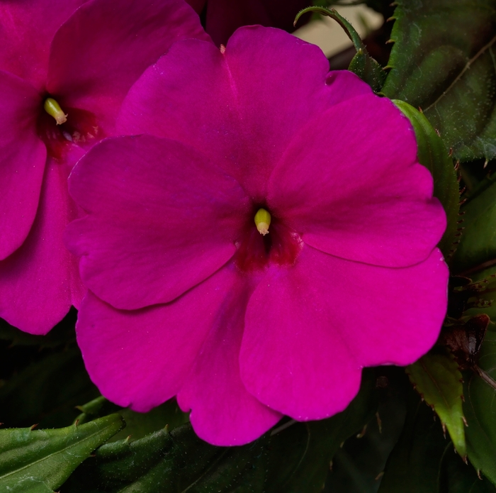 SunPatiens® Compact Magenta - Impatiens x hybrida SunPatiens® Compact Magenta - Impatiens x hybrida