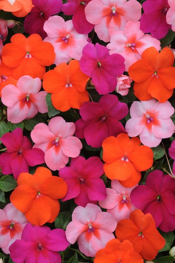 Impatiens - Impatiens walleriana 'Dazzler™ Passionfruit Mix' Impatiens - Impatiens walleriana 'Dazzler™ Passionfruit Mix'