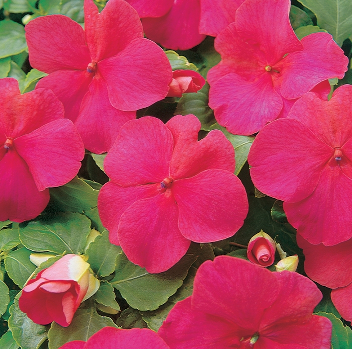 Impatiens - Impatiens walleriana 'Super Elfin Lipstick' Impatiens - Impatiens walleriana 'Super Elfin Lipstick'