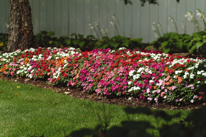 Impatiens - Impatiens walleriana 'Super Elfin® Mix' Impatiens - Impatiens walleriana 'Super Elfin® Mix'
