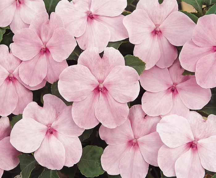 Impatiens - Impatiens walleriana 'Super Elfin® XP Pink' Impatiens - Impatiens walleriana 'Super Elfin® XP Pink'