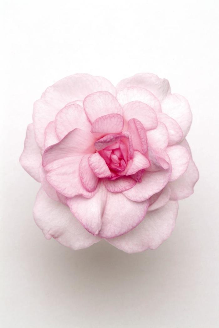Impatiens, Double - Impatiens walleriana 'Fiesta™ Appleblossom' Impatiens, Double - Impatiens walleriana 'Fiesta™ Appleblossom'