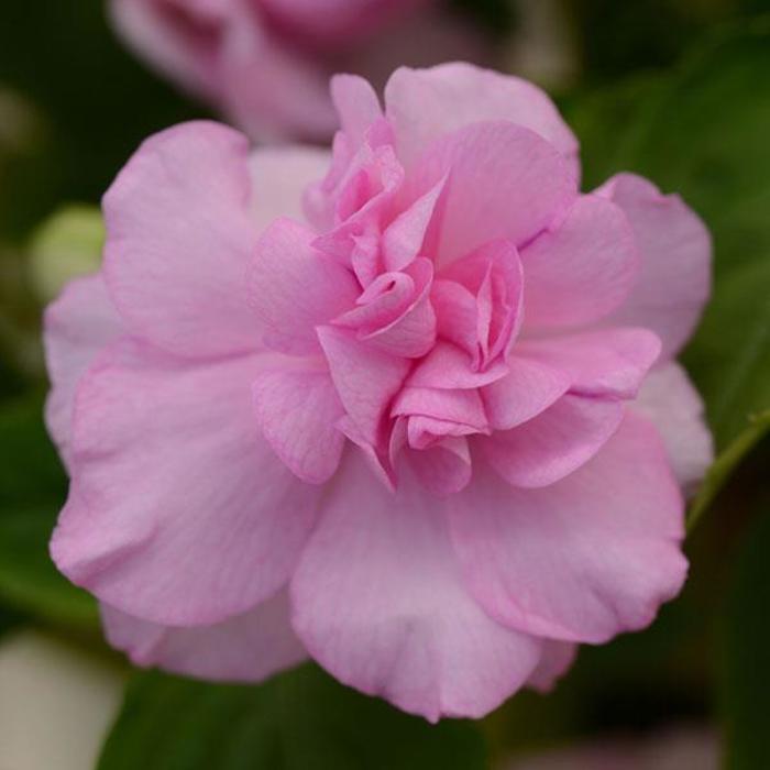 Impatiens, Double - Impatiens walleriana 'Fiesta™ Lavender Orchid ' Impatiens, Double - Impatiens walleriana 'Fiesta™ Lavender Orchid '