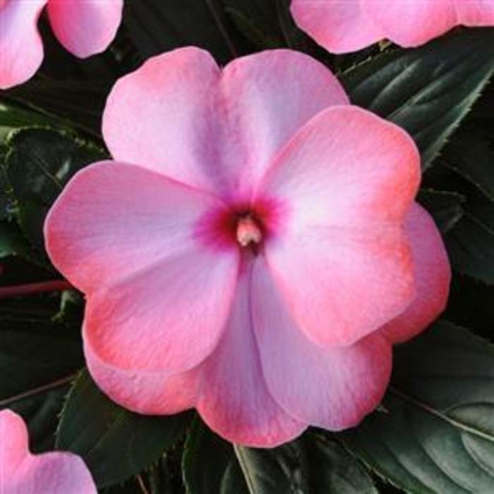 New Guinea Impatiens - Impatiens hawkeri 'Clockwork™ Appleblossom' New Guinea Impatiens - Impatiens hawkeri 'Clockwork™ Appleblossom'