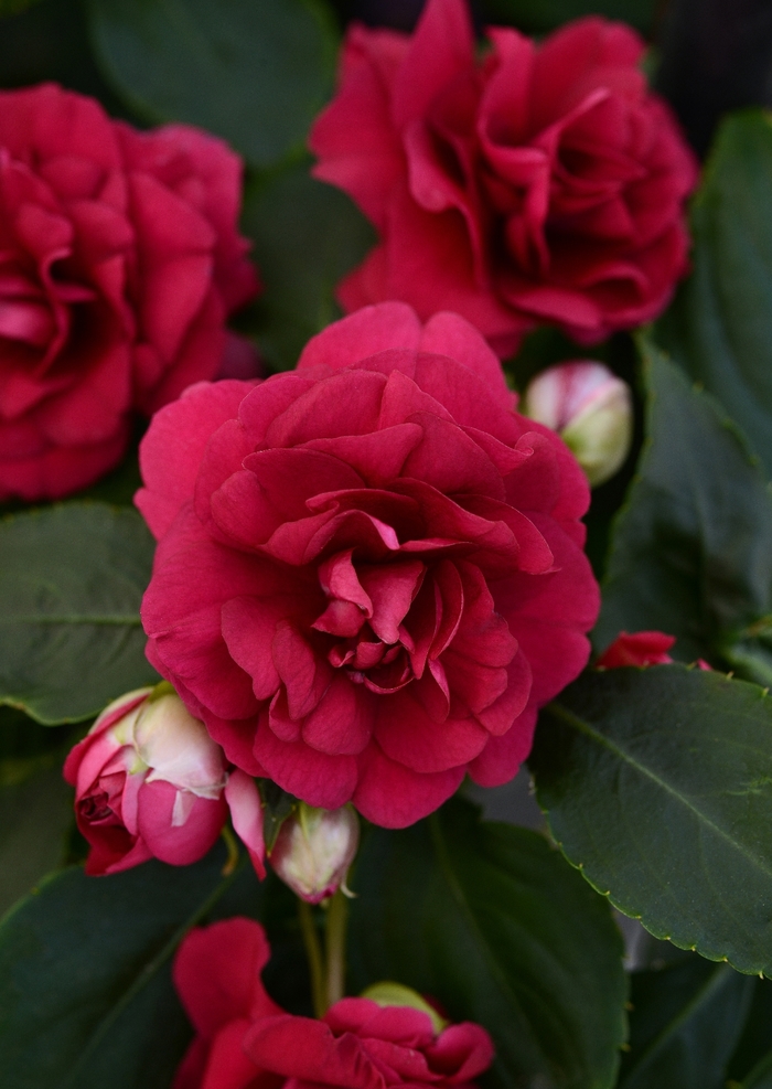 Impatiens, Double - Impatiens walleriana Fiesta Bonita™ Burgundy Impatiens, Double - Impatiens walleriana Fiesta Bonita™ Burgundy