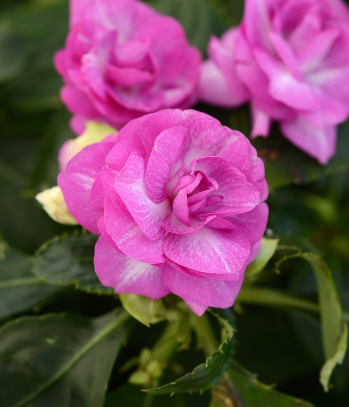 Impatiens, Double - Impatiens walleriana Fiesta Bonita™ Stardust Lavender Impatiens, Double - Impatiens walleriana Fiesta Bonita™ Stardust Lavender