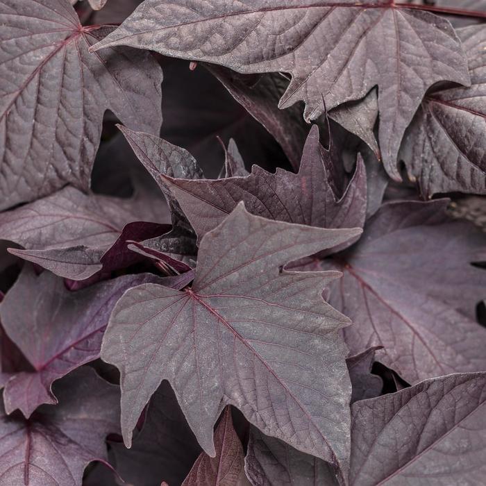 Sweet Potato Vine - Ipomoea batatas 'Sweet Caroline Bewitched After Midnight™'