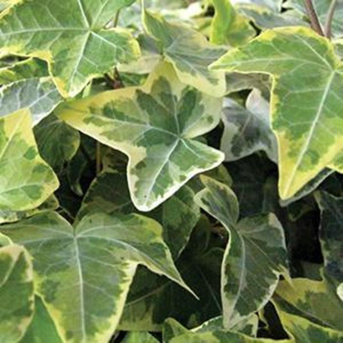 English Ivy - Hedera helix 'Goldchild' English Ivy - Hedera helix 'Goldchild'