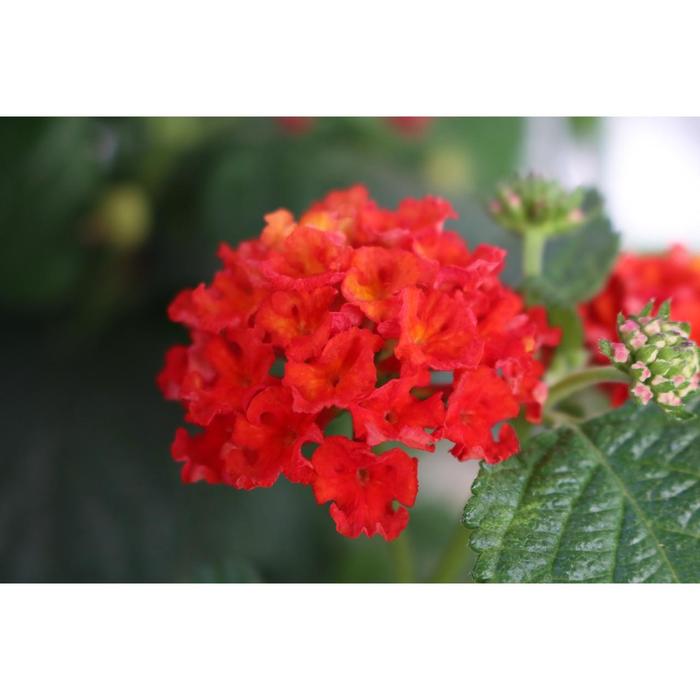 Lantana - Lantana camara 'Havana Red Sky' Lantana - Lantana camara 'Havana Red Sky'