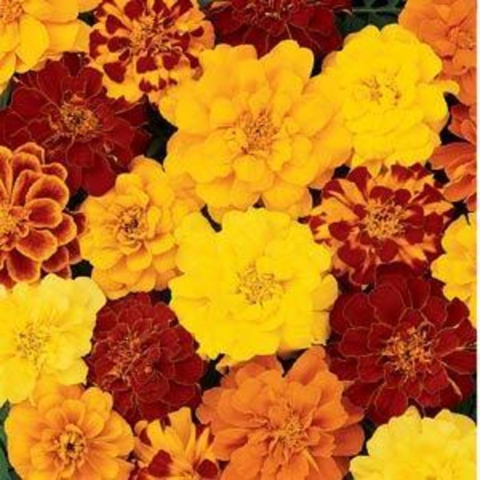 Marigold - Tagetes patula 'Durango® Mixture '