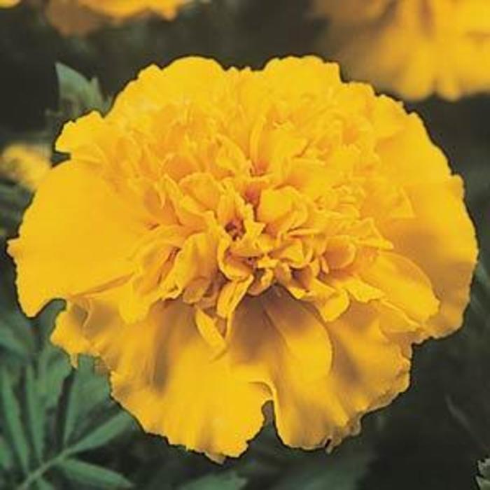 French Marigold - Tagetes patula 'Janie Bright Yellow' French Marigold - Tagetes patula 'Janie Bright Yellow'