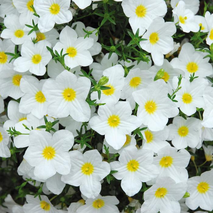 Nierembergia - Nierembergia caerulea 'Lara™ White' Nierembergia - Nierembergia caerulea 'Lara™ White'