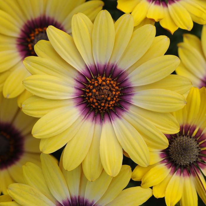 Osteospermum - Osteospermum ecklonis 'Blue Eyed Beauty'