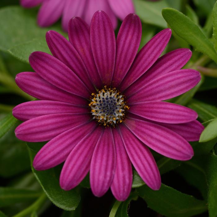 Osteospermum - Osteospermum ecklonis 'Daisy Falls™ Purple'