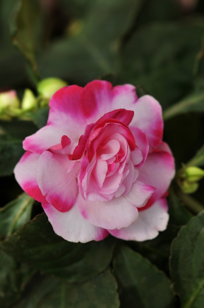 Impatiens, Double - Impatiens walleriana 'Fiesta™ Sparkler Cherry' Impatiens, Double - Impatiens walleriana 'Fiesta™ Sparkler Cherry'