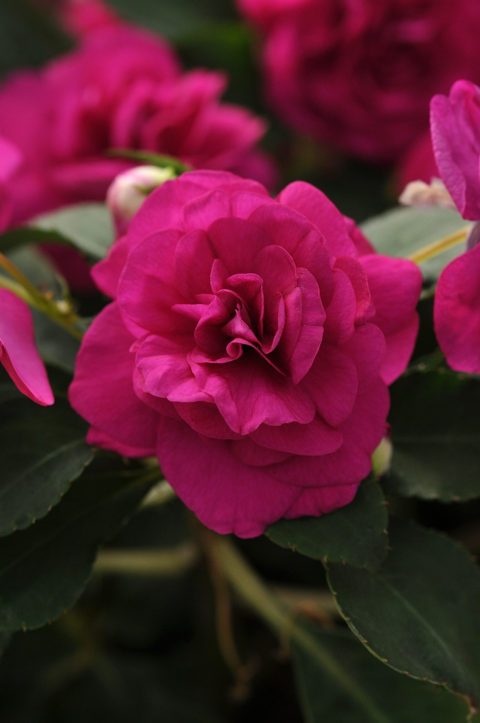 Impatiens, Double - Impatiens walleriana Fiesta™ Purple Impatiens, Double - Impatiens walleriana Fiesta™ Purple