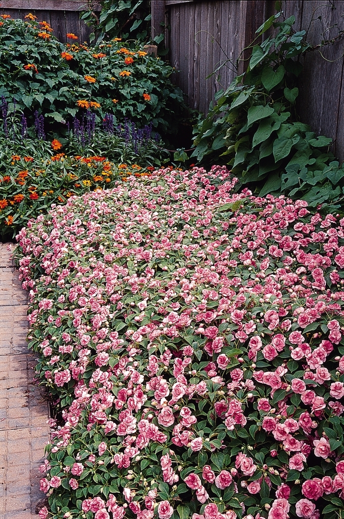 Impatiens, Double - Impatiens walleriana Fiesta™ Pink Ruffle Impatiens, Double - Impatiens walleriana Fiesta™ Pink Ruffle