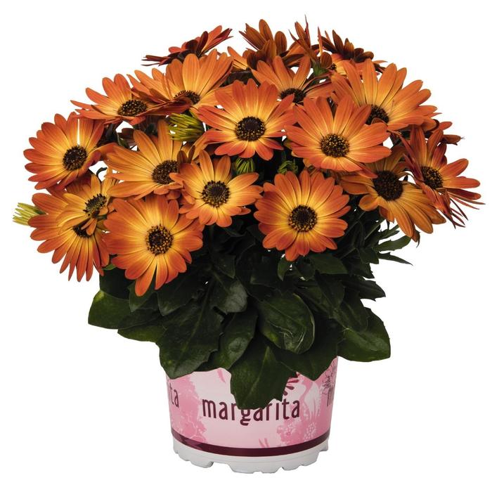 Osteospermum - Osteospermum ecklonis 'Margarita Orange Flare'