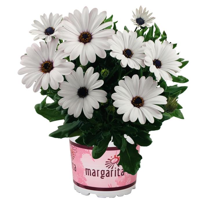 Osteospermum - Osteospermum ecklonis 'Margarita White' Osteospermum - Osteospermum ecklonis 'Margarita White'