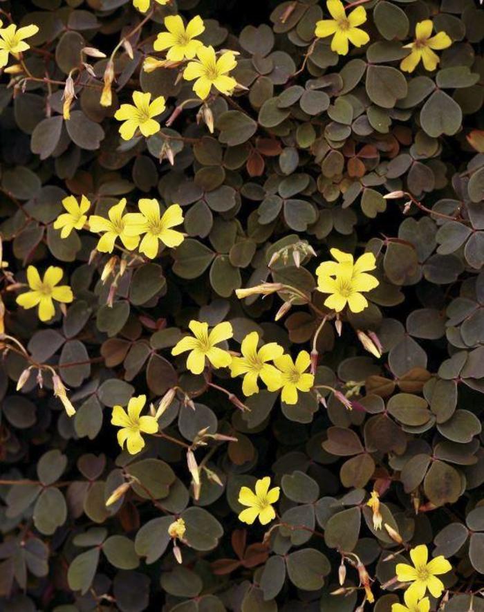 Oxalis - Oxalis vulcanicola 'Zinfandel™' Oxalis - Oxalis vulcanicola 'Zinfandel™'