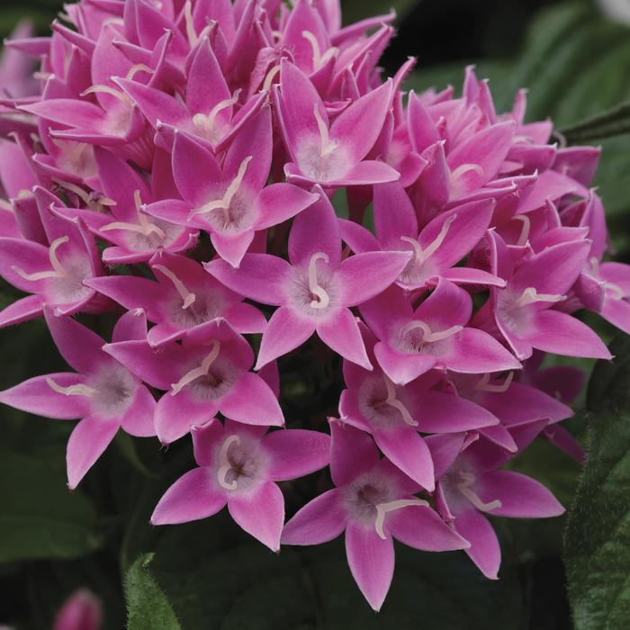 Pentas (Starflower) - Pentas lanceolata 'BeeBright™ Pink'