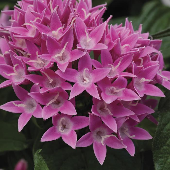 Pentas (Starflower) - Pentas lanceolata 'BeeBright™ Pink' Pentas (Starflower) - Pentas lanceolata 'BeeBright™ Pink'