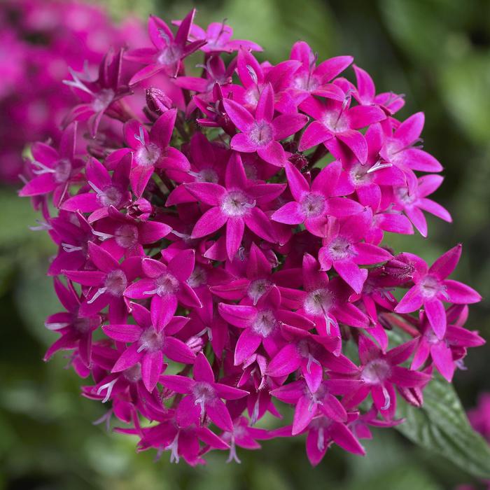 Star Cluster - Pentas lanceolata 'BeeBright™ Violet' Star Cluster - Pentas lanceolata 'BeeBright™ Violet'