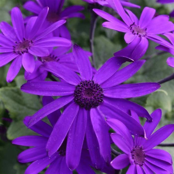 Pericallis (Cineraria) - Pericallis 'Senetti® Deep Blue'