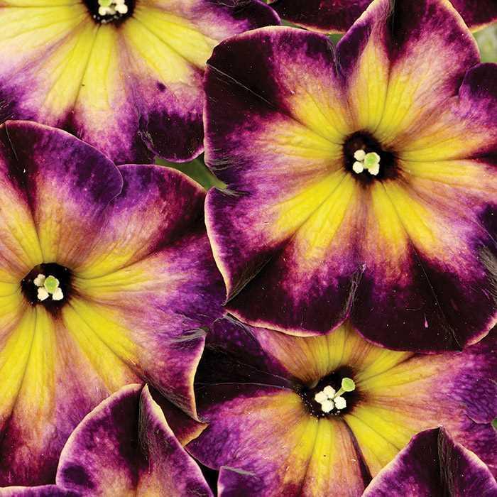 Petunia - Petunia 'Crazytunia® Moonstruck' Petunia - Petunia 'Crazytunia® Moonstruck'