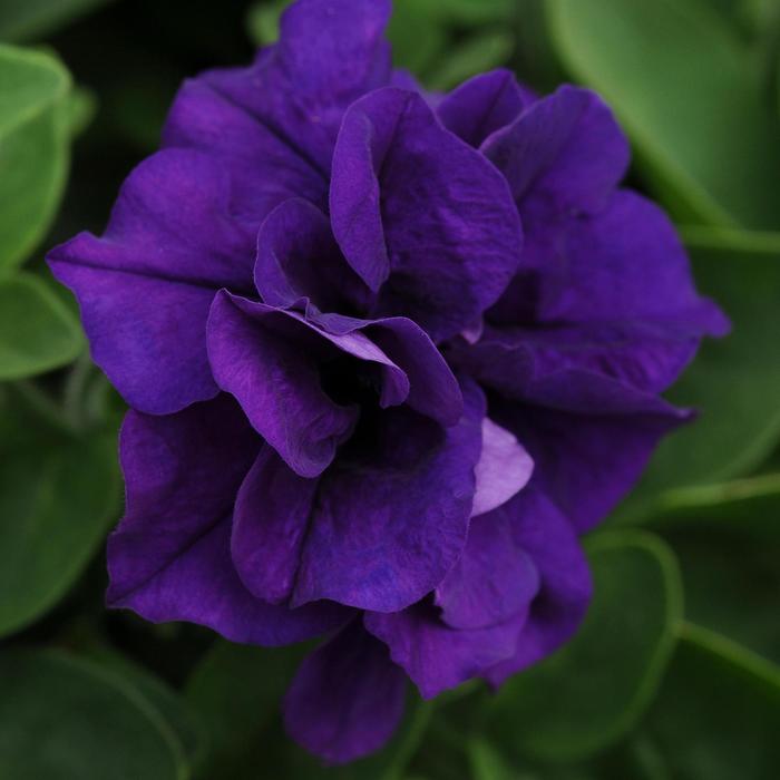 Petunia - Petunia x hybrida 'Double Wave® Blue Velvet' Petunia - Petunia x hybrida 'Double Wave® Blue Velvet'