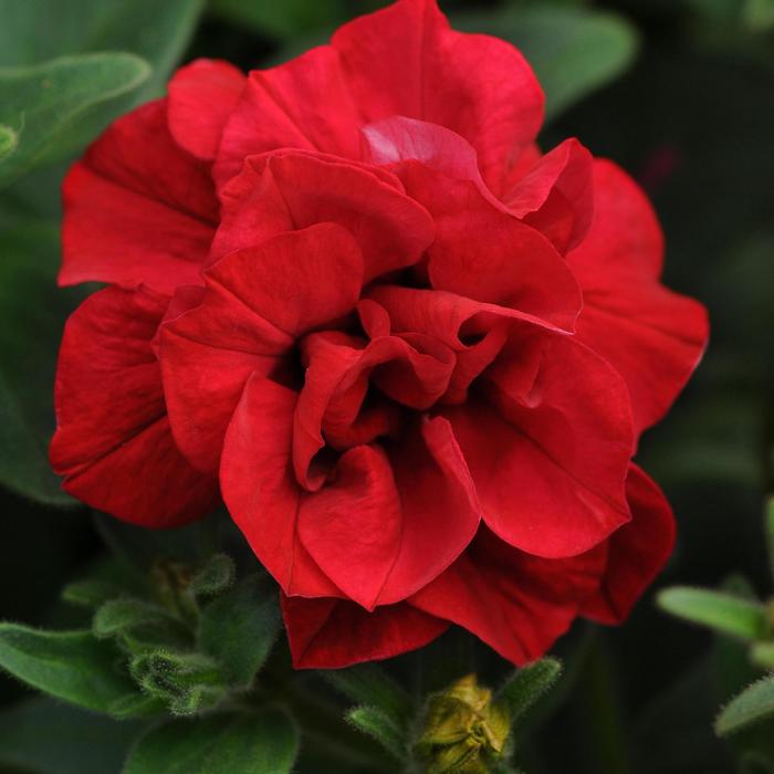 Petunia - Petunia x hybrida 'Double Wave® Red ' Petunia - Petunia x hybrida 'Double Wave® Red '