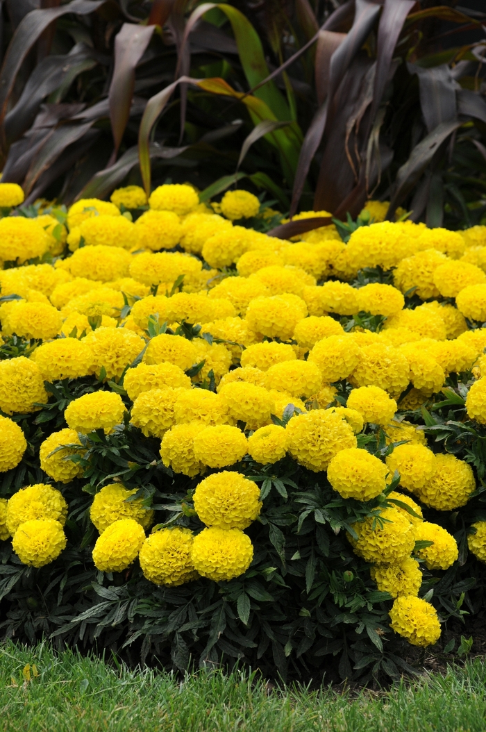 Marigold - Tagetes erecta Taishan® 'Yellow'