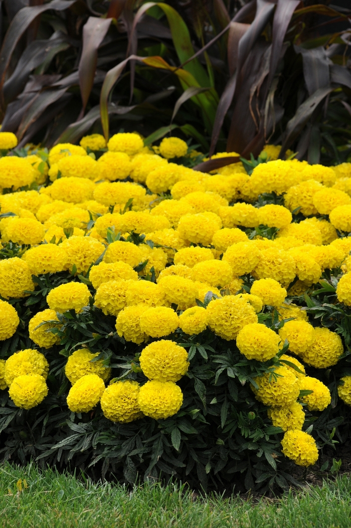 Marigold - Tagetes erecta Taishan® 'Yellow' Marigold - Tagetes erecta Taishan® 'Yellow'