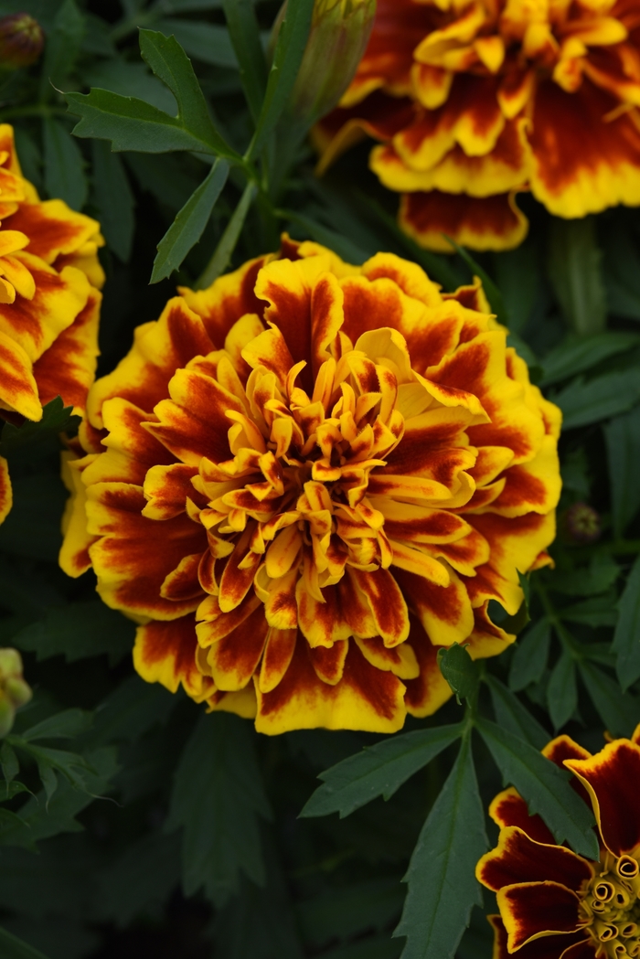 Marigold - Tagetes patula 'Bonanza Bee' Marigold - Tagetes patula 'Bonanza Bee'